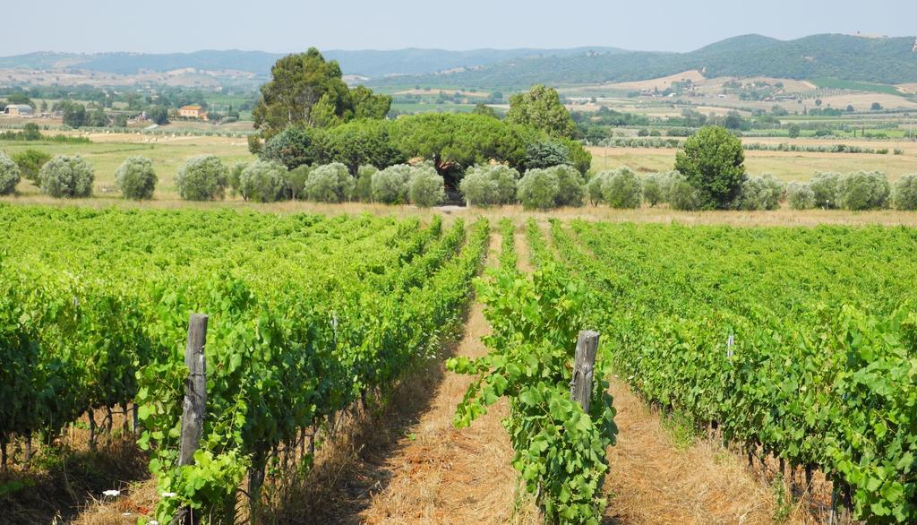 Podere Oslavia Az.Agr.Bio Giannini アルベレーゼ エクステリア 写真