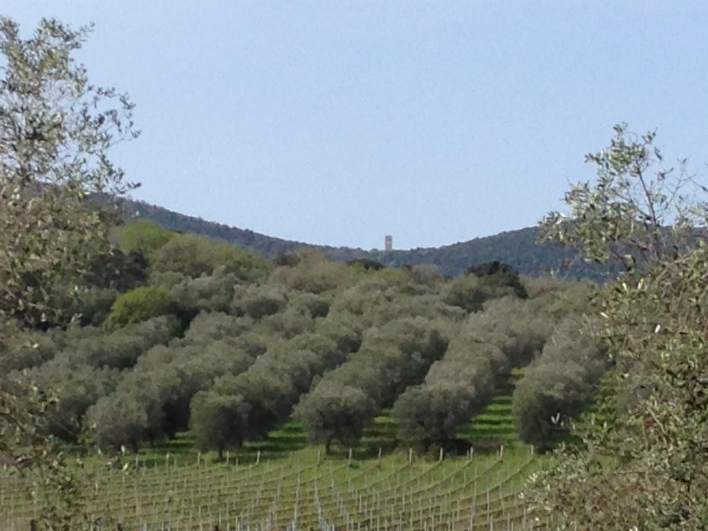 Podere Oslavia Az.Agr.Bio Giannini アルベレーゼ エクステリア 写真