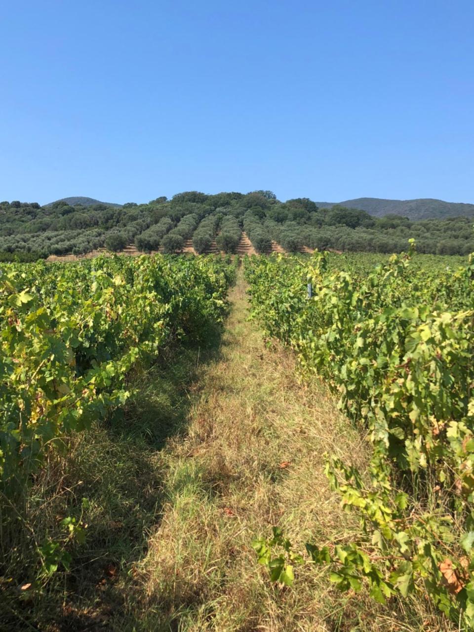 Podere Oslavia Az.Agr.Bio Giannini アルベレーゼ エクステリア 写真